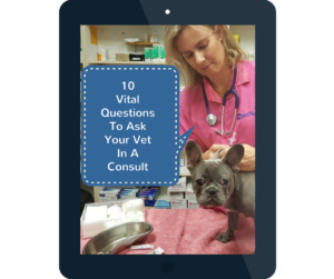 10-vital-questions-to-ask-your-vet-in-a-consult