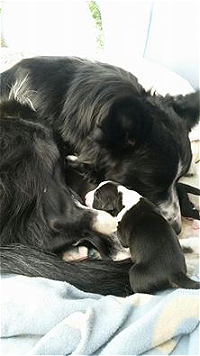 newborn border collie pup