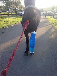 horse with blue bandage on leg up to elbow