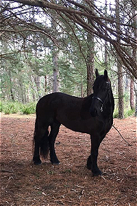 Friesian horse standing under trees