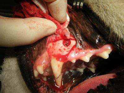 Surgical removal of canine tooth of dog