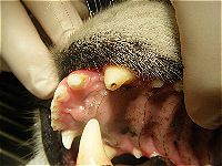 black hole in canine tooth