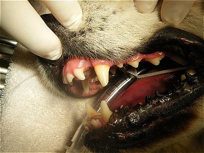 broken dog tooth