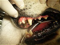 Anaesthestised dog for dental examination