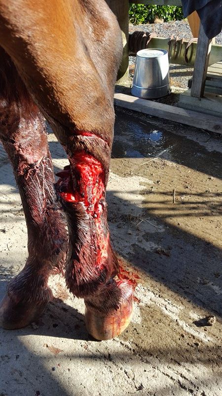 wound in a horse