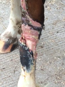 a healthy bed of granulation tissue in this horse wound