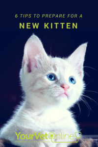 tips to prepare for a new kitten