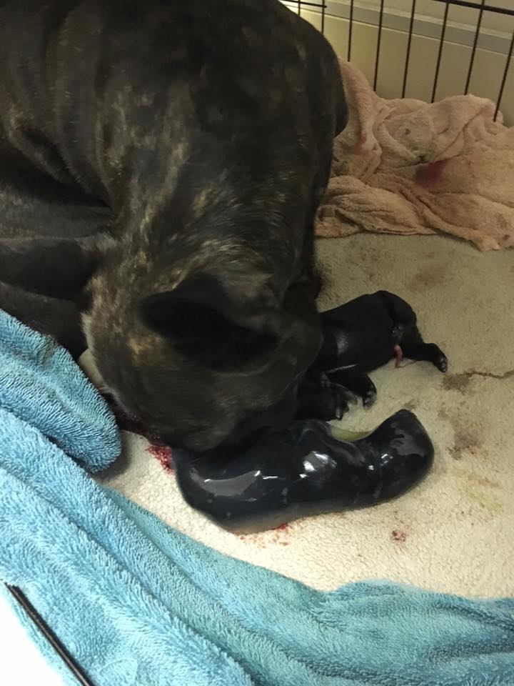 new born pup in birth sac