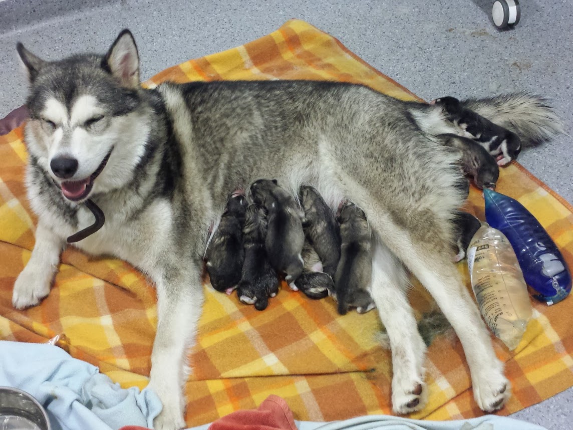 A whelping bitch rests after giving birth to a huge litter