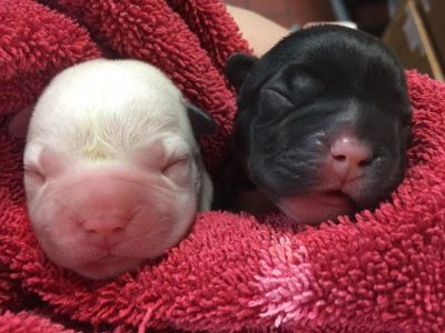 two newborn puppies