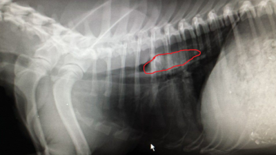 radiograph of a bone lodged in the oesophagus of a dog