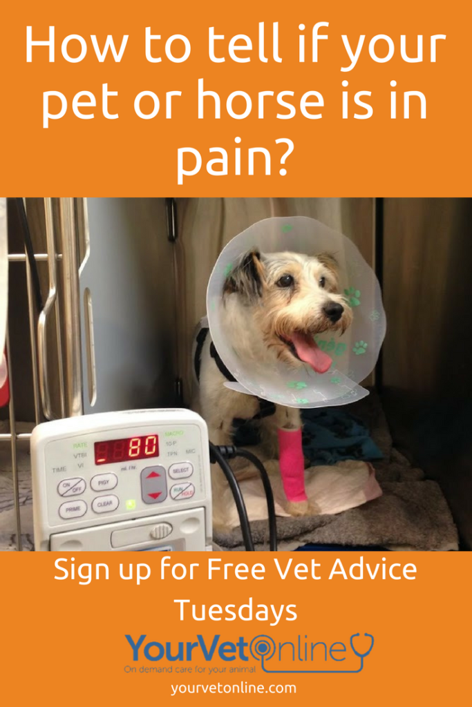 how to tell if your pet or horse is in pain pinterest picture with dog in hospital
