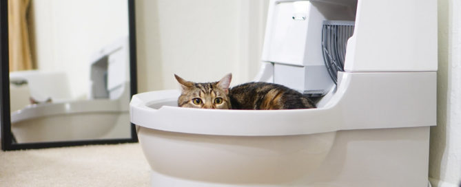 cat looking over edge of toilet seat