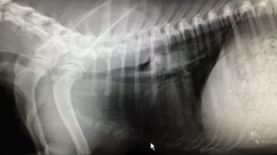 xray of a dog thorax showing a foreign body in the oesophagus