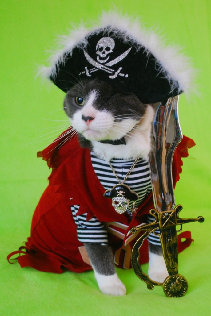 one eyed cat in a pirate costume