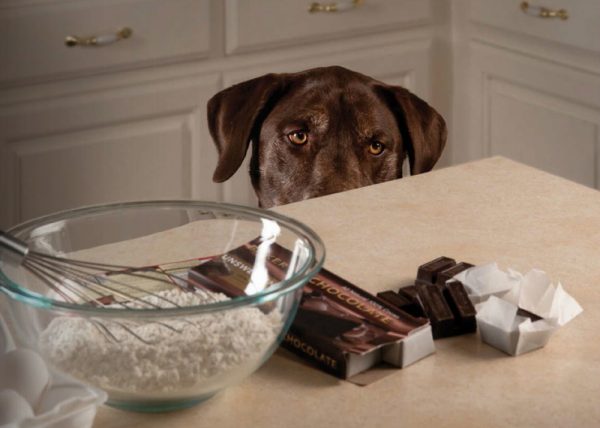 chocolate is toxic to dogs and cats
