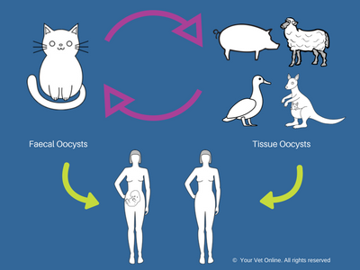 Lifecycle-of-toxoplasmosis-in-cats