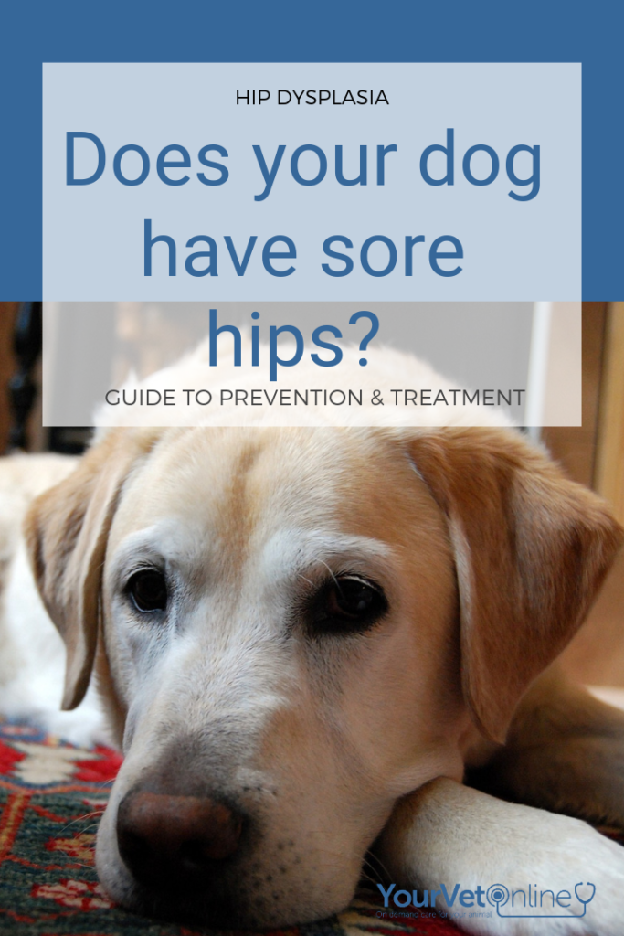 if a dog has sore hips it could be hip dysplasia