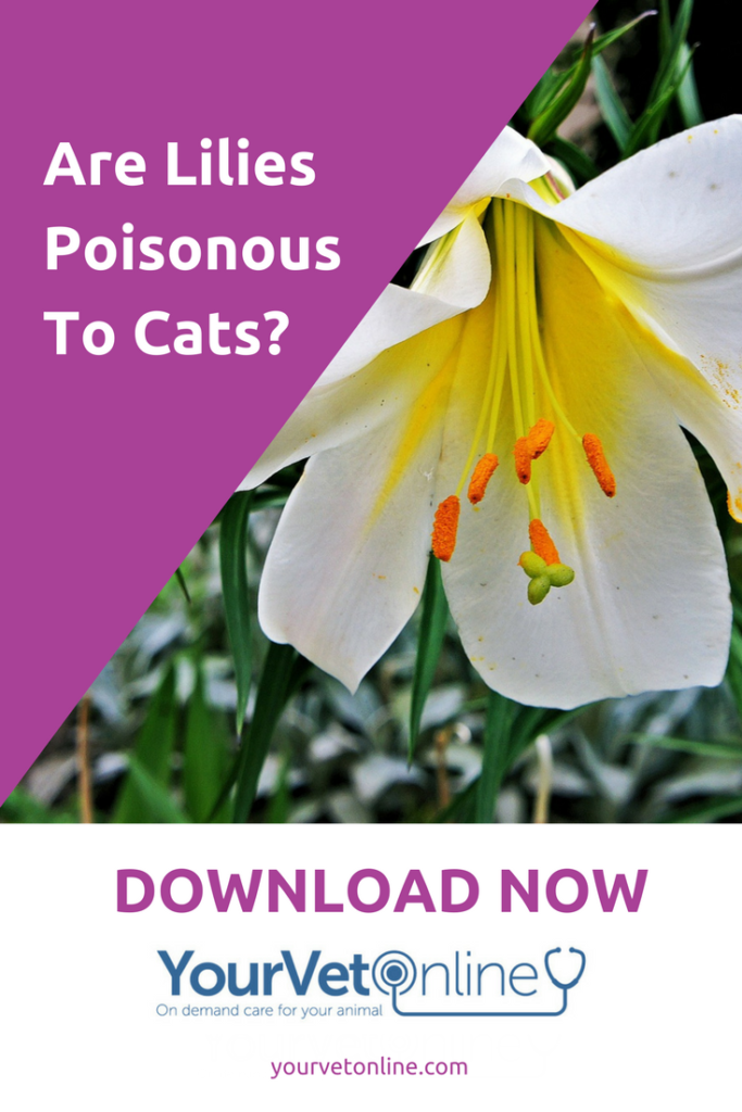 Are Canna Lilies Poisonous To Cats