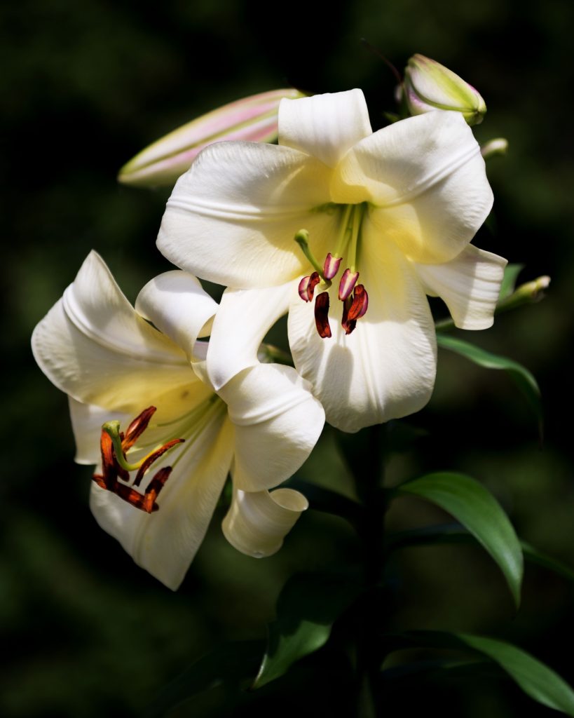 Are lilies poisonous to cats? Find out what lilies are bad Your Vet