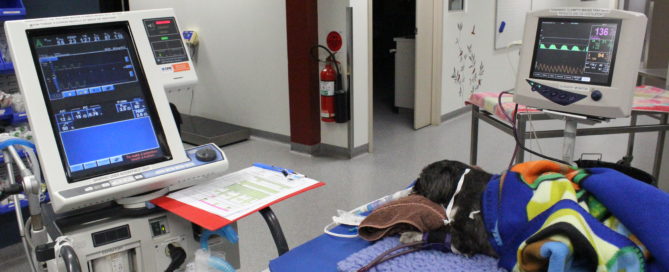 high tech veterinary care dog on a ventilator