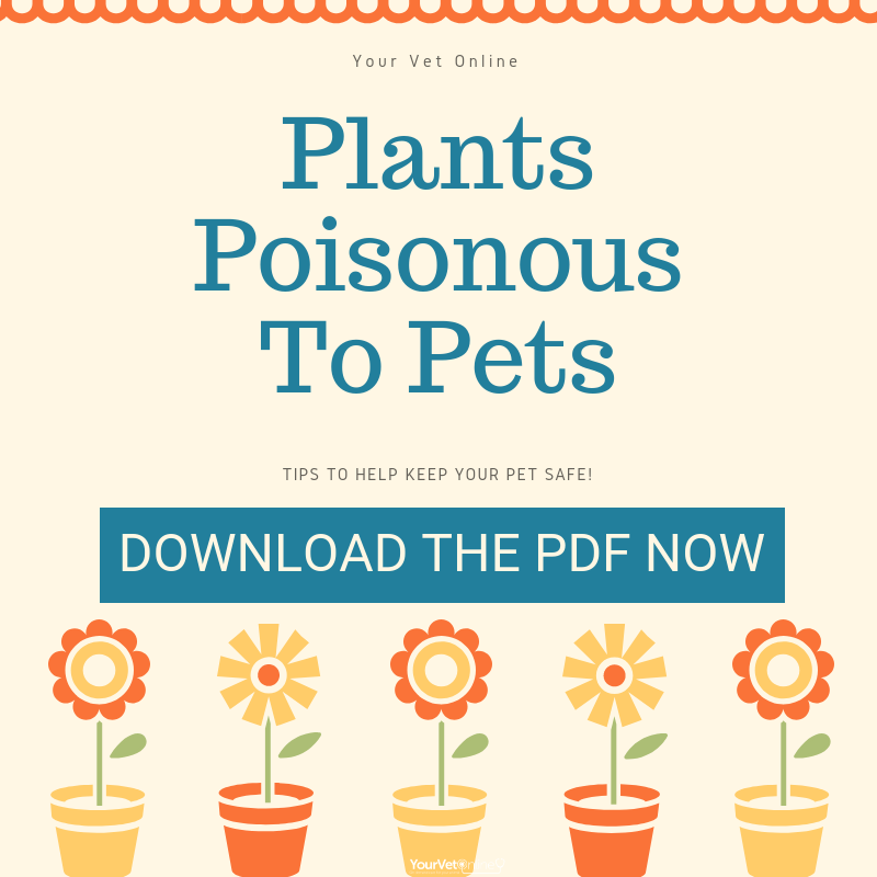 top ten poisonous plants for pets