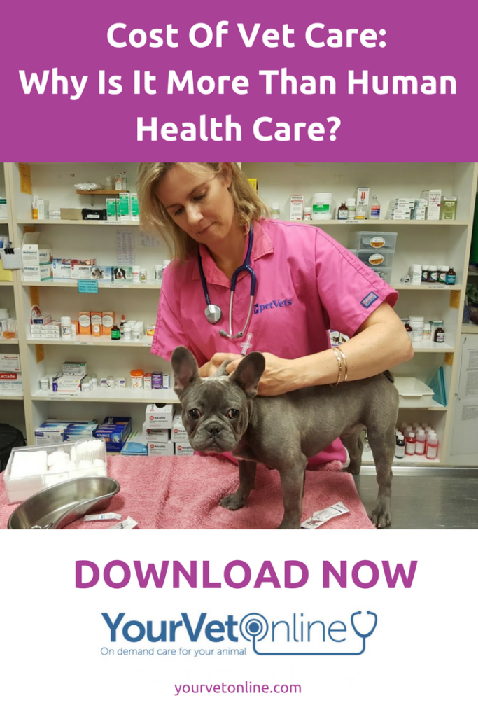 Cost-of-vet-care-why-is-it-more-than-human-healthcare