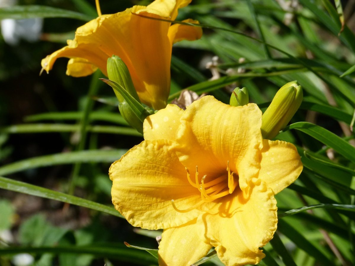 Are lilies poisonous to cats? Find out what lilies are bad Your Vet