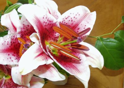 lily poisonous to cats
