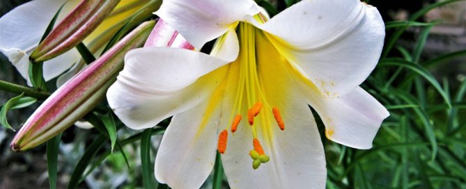 poisonous-lilies