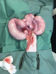 Surgical picture of pyometra in a cat