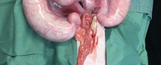 Surgical picture of pyometra in cats
