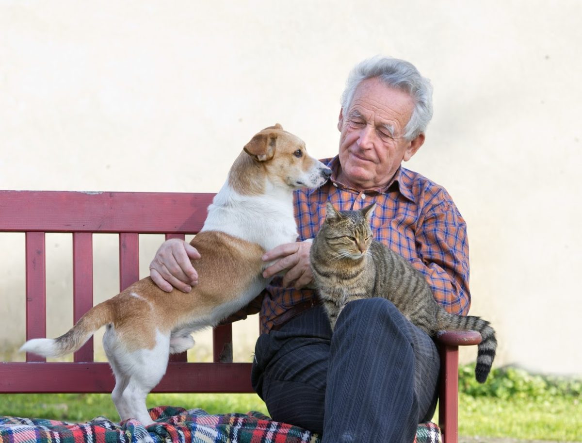 older man sitting on bench with a cat and dog