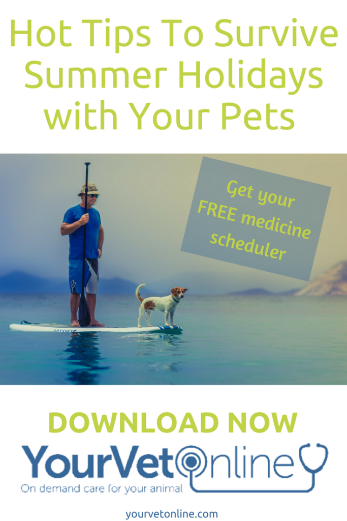 hot tips to survive summer holidays with pets
