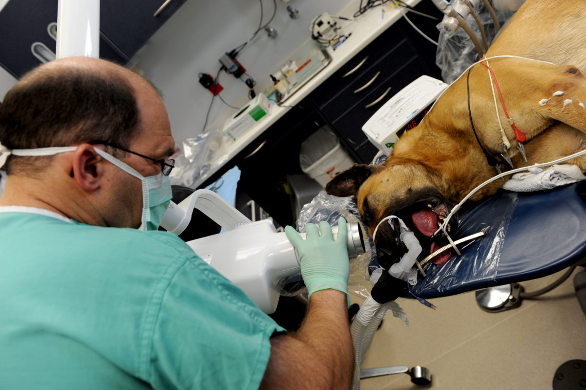 Vet taking an xray of a dog's mouth to look for disease under the gumline