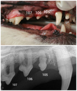 anaesthesia free dentistry in dogs Periodontal disease apparent only in dental xray.