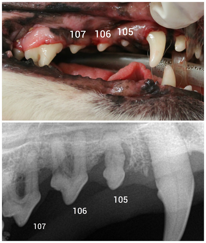 comparison of mouth in natural situation and the corresponding xray view