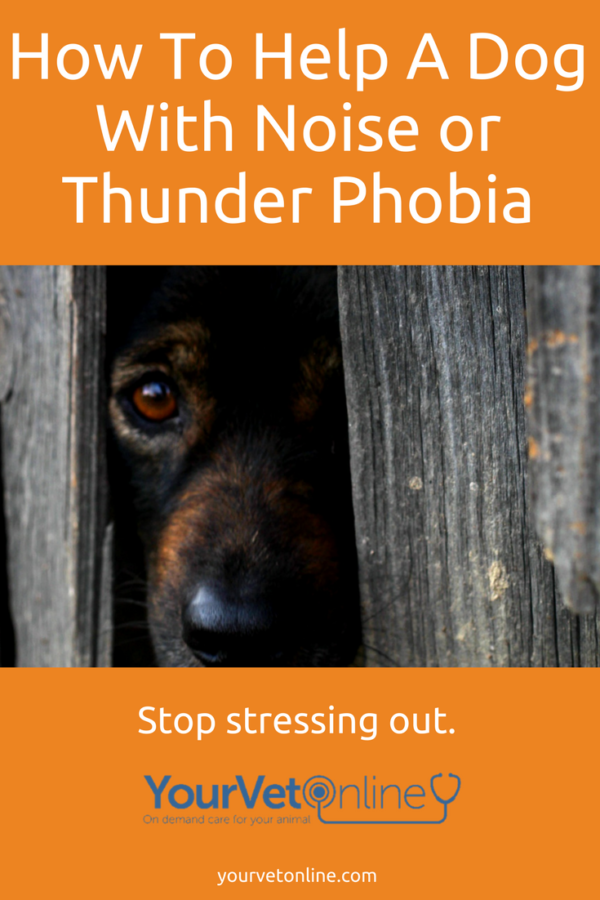How To Help Dogs Scared Of Thunder Or Fireworks | Your Vet Online