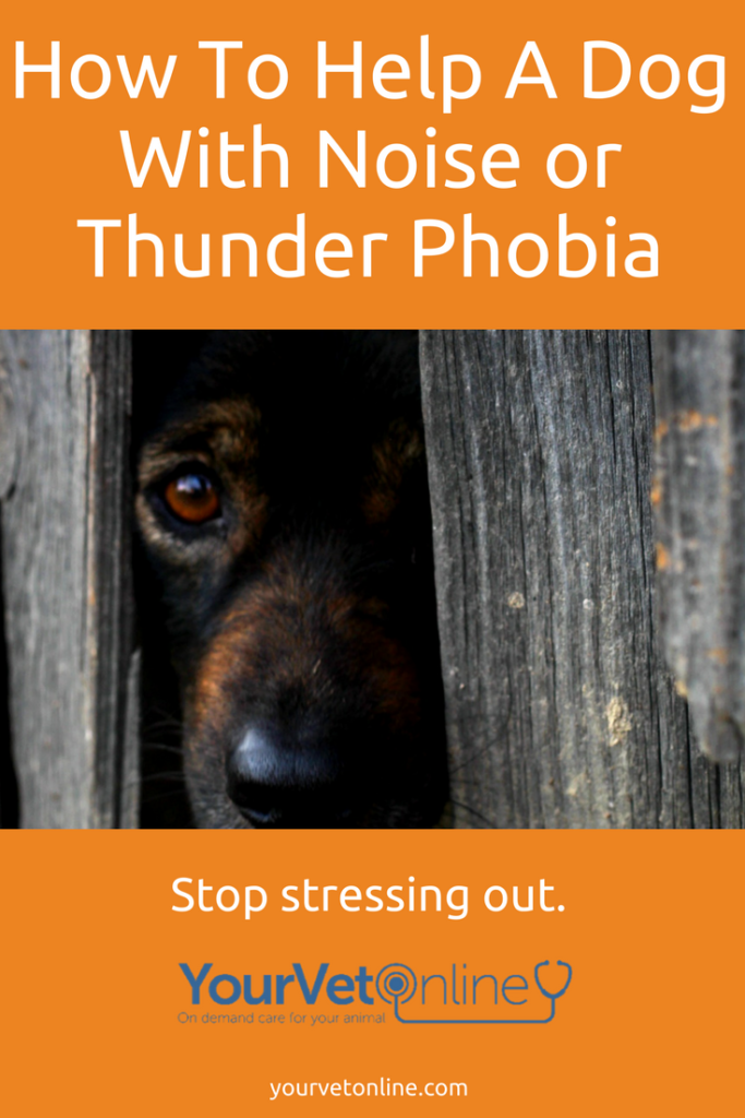 how to help a dog with noise or thunder phobia