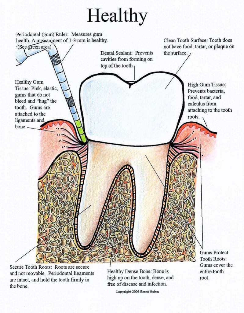 Anatomy of the tooth and surrounding tissues
