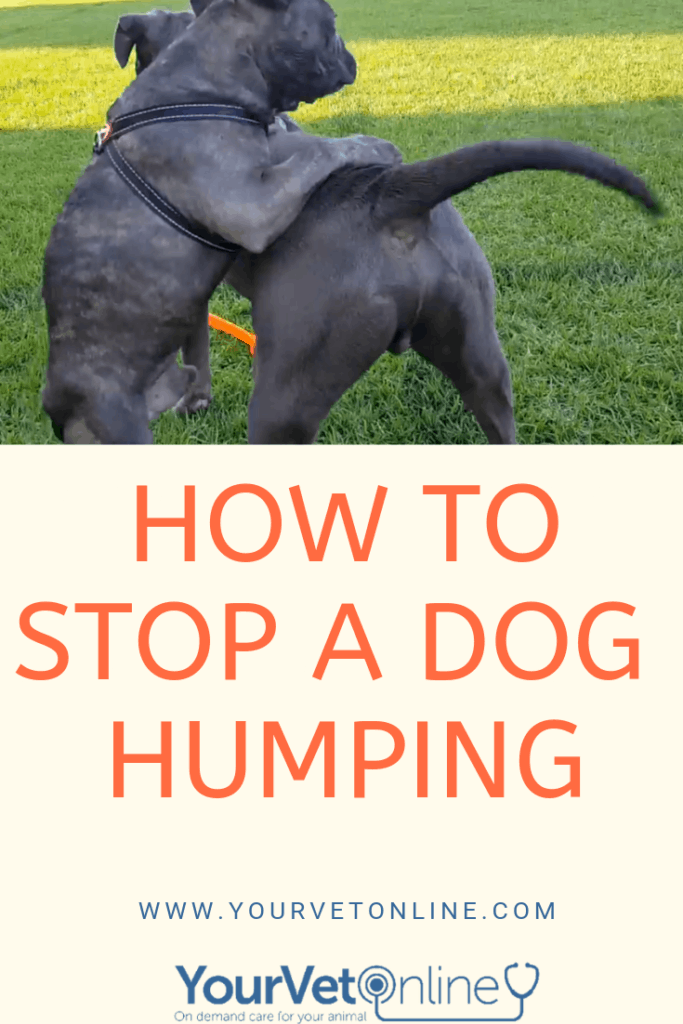 what does it mean when a dog humps you