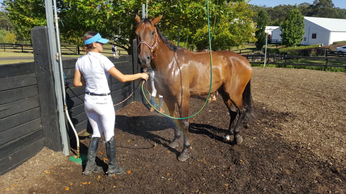 cold hosing to cool horse legs