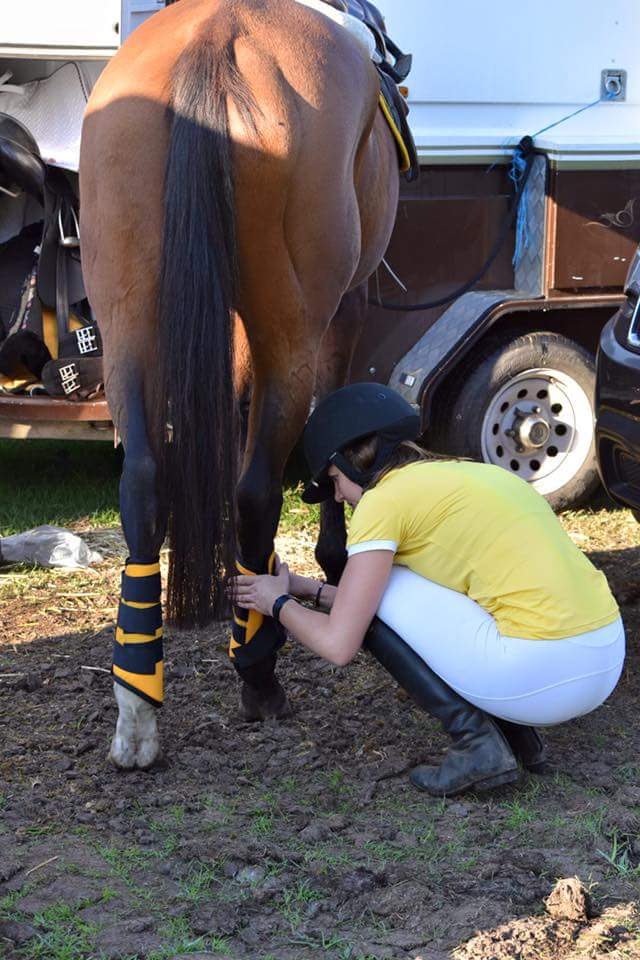 equine exercise boots