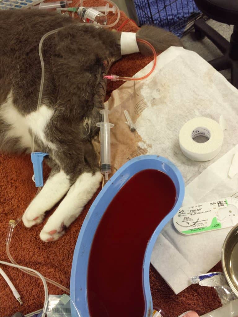 block cat with catheter and bowl of blood tinged urine