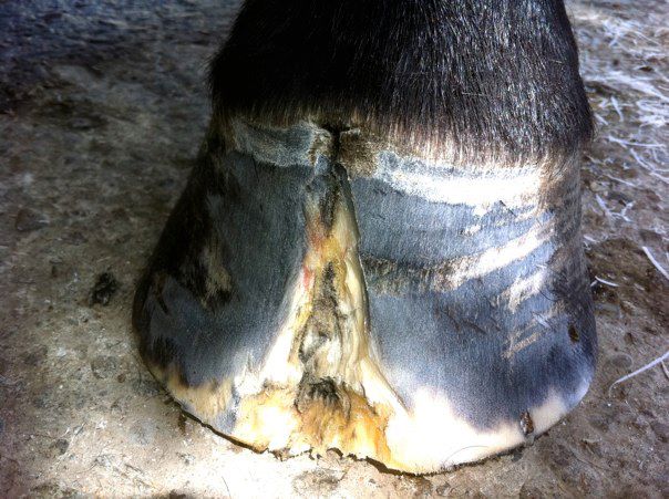 hoof wall cracks can indicate an underlying laminitic problem