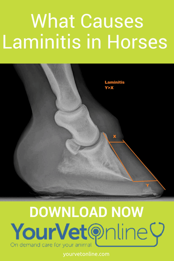 How does laminitis occur what are the signs of laminitis in horses