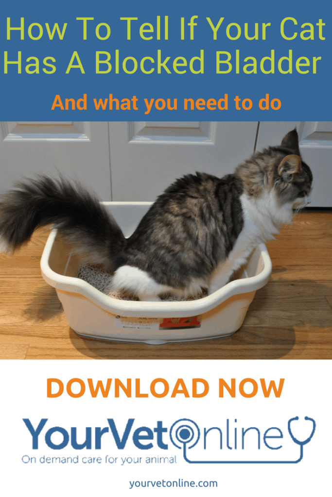cystitis and flutd in cats 