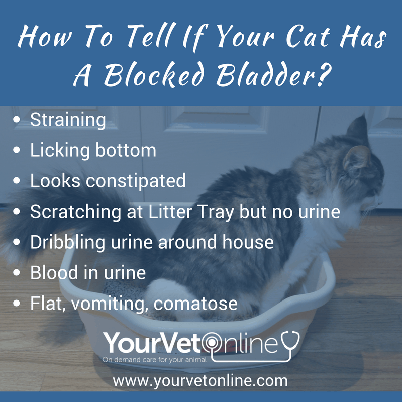 how to tell if your cat has a blocked bladder