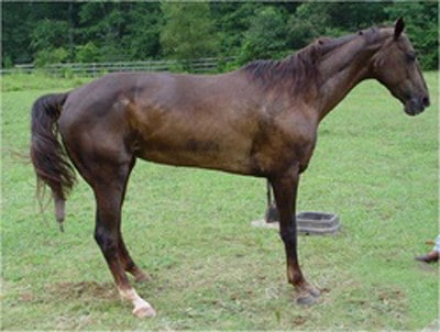 signs of laminitis in horses