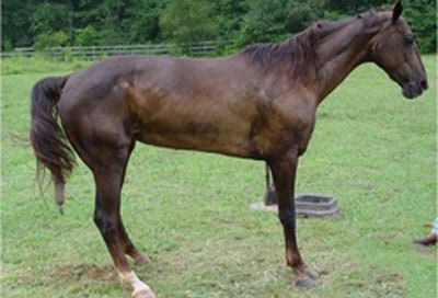laminitis pain in horse hooves